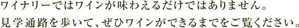 ワイナリーではワインが味わえるだけではありません。見学通路を歩いて、ぜひワインができるまでをご覧ください。