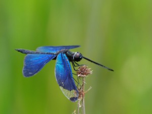 チョウトンボ20210718黒川