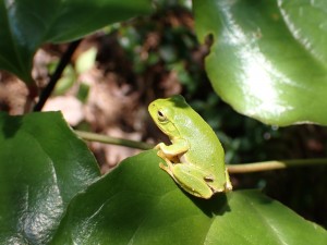 里山セミナー「初夏の植物を楽しもう」シュレーゲルアオガエル20220522⑥