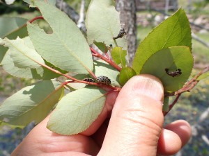 里山セミナー「初夏の植物を楽しもう」ヤナギハムシ20220522②