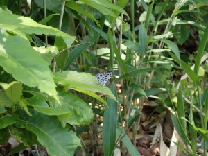 里山セミナー「初夏の植物を楽しもう」ゴイシシジミ20220522③