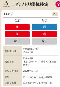 コウノトリ♂J0317（20230215）