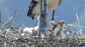 ↑ヘビを争うようにして食べる雛たち（三原野鳥会・下見若行さん撮影）