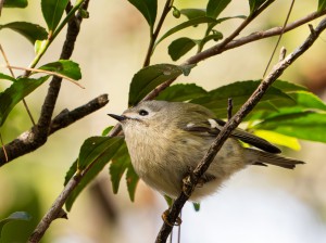 サポーターズクラブ賞「日本一小さな鳥」石田　恵さん