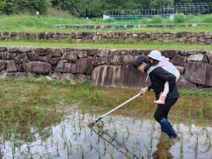 田んぼの学校田の草取り20250621③