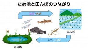 tameike6