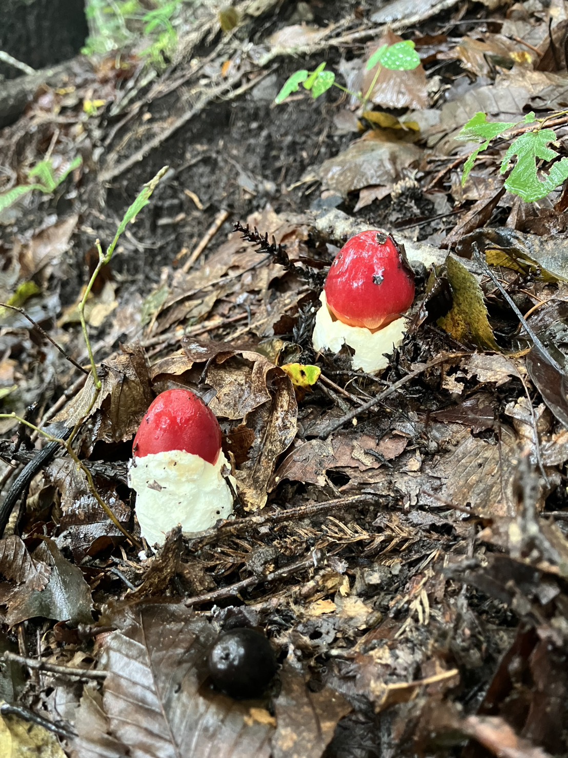 S__54820877_0
